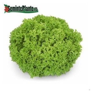 Seminte de salata creata Lugano RZ