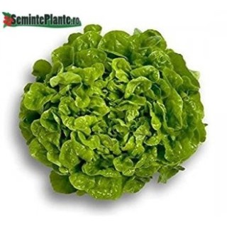 Seminte de salata Kitonia RZ