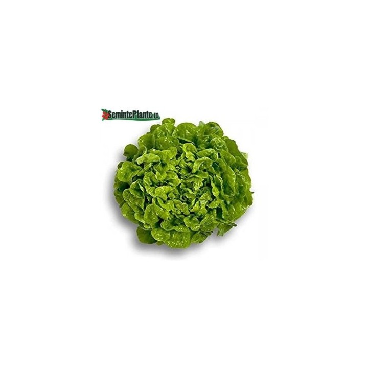 Seminte de salata Kitonia RZ