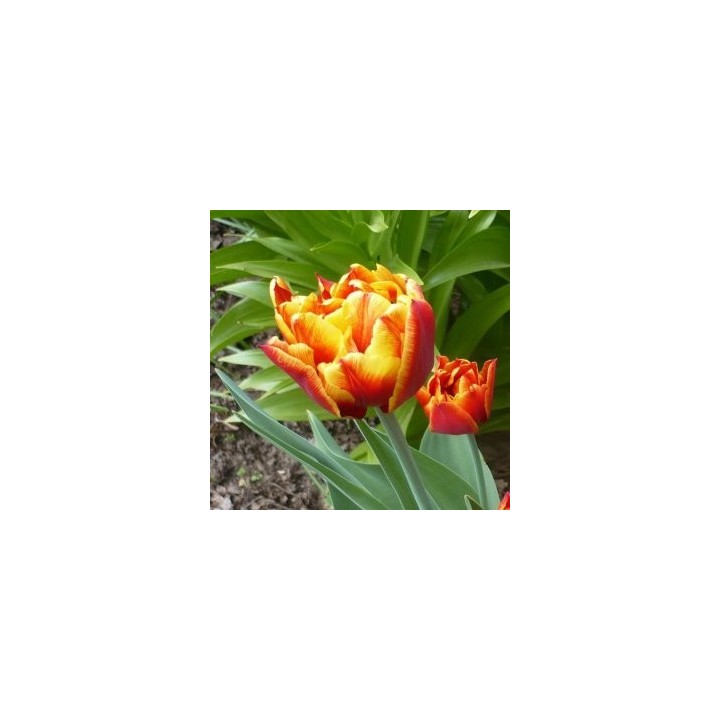 Allegretto - 5 bulbi