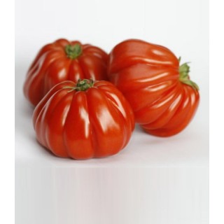 Seminte de tomate Rugantino F1