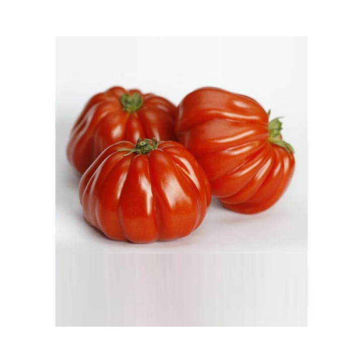 Seminte de tomate Rugantino F1