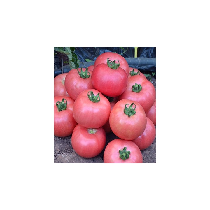 Seminte de tomate roz Dimerosa F1 (500 seminte)