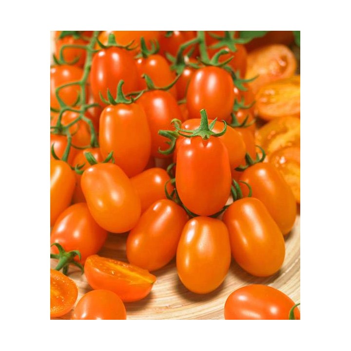 seminte de tomate nugget