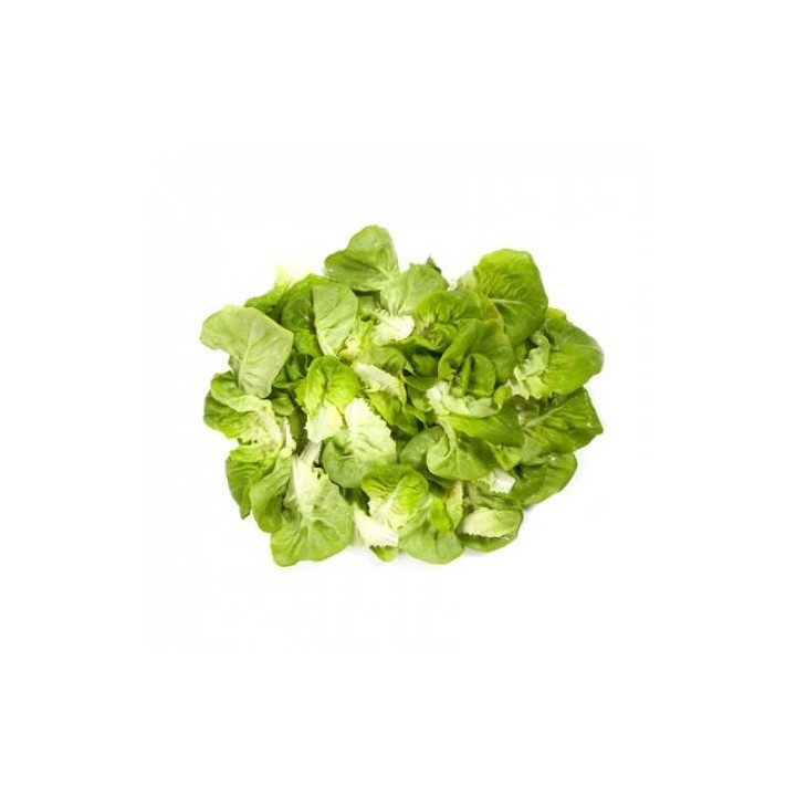 Salata Salanova Verde (20 sem)