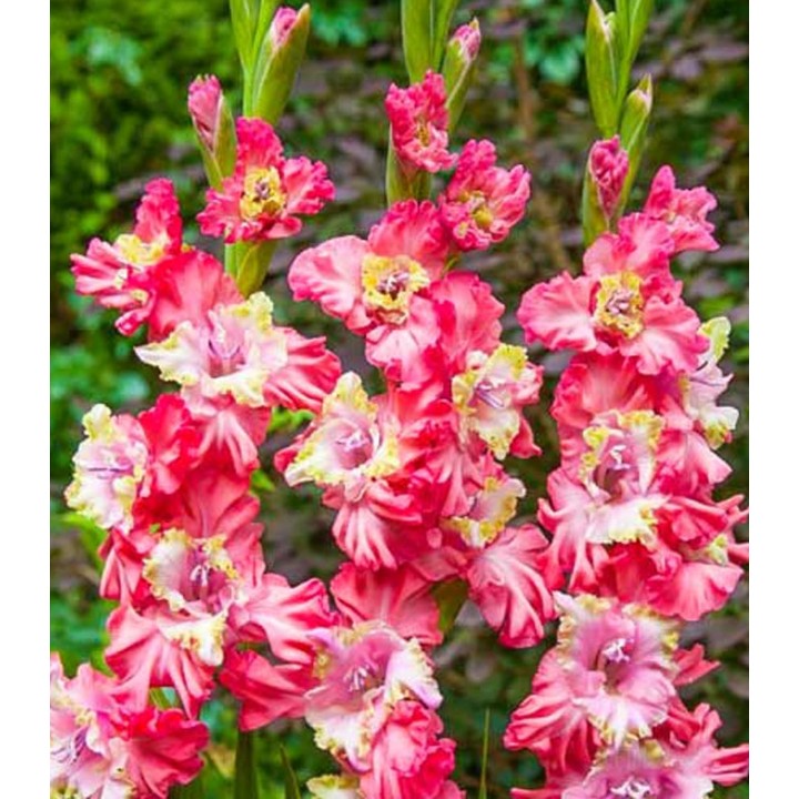 Gladiole Broken Heart Frizzle