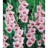 Gladiole Wine and Roses (5 bulbi)