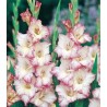 Gladiole Priscilla (10 bulbi)