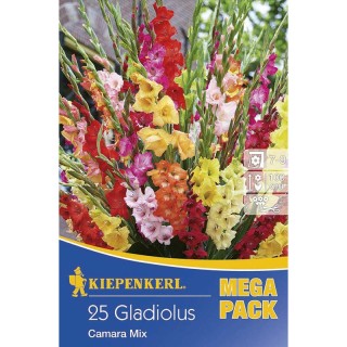Gladiole Camara Weiss (10 bulbi)