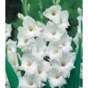 White Prosperity (10 bulbi)