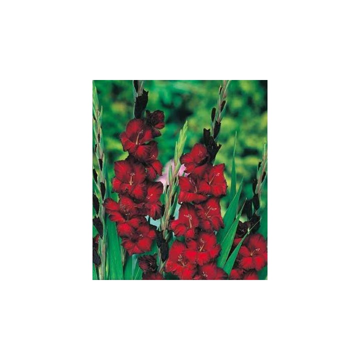Gladiole Blackjack (10 bulbi)