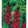 Gladiole Blackjack (10 bulbi)