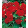 Begonia Double Red (2 bulbi)
