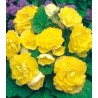 Begonia Dulba Galbena (bulbi)