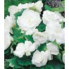 Begonia Alba (2 bulbi)