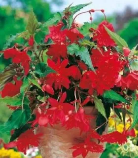 Sudan Arabic Allergic Bulbi de begonia curgatoare rosie, Begonia de ghivece