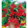 Begonia curgatoare Rosie (2 bulbi)