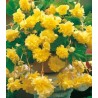 Begonia curgatoare Galben (2 bulbi)
