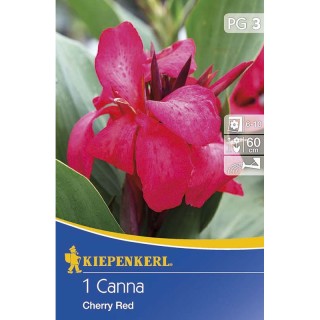 Canna indica Cherry Red (1 bulb)