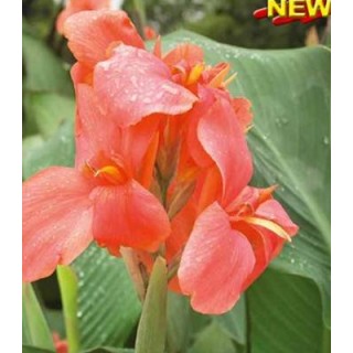 Canna indica Miss Oklahoma (1 bulb)
