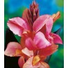 Canna indica Crimson Beauty (1 bulb)