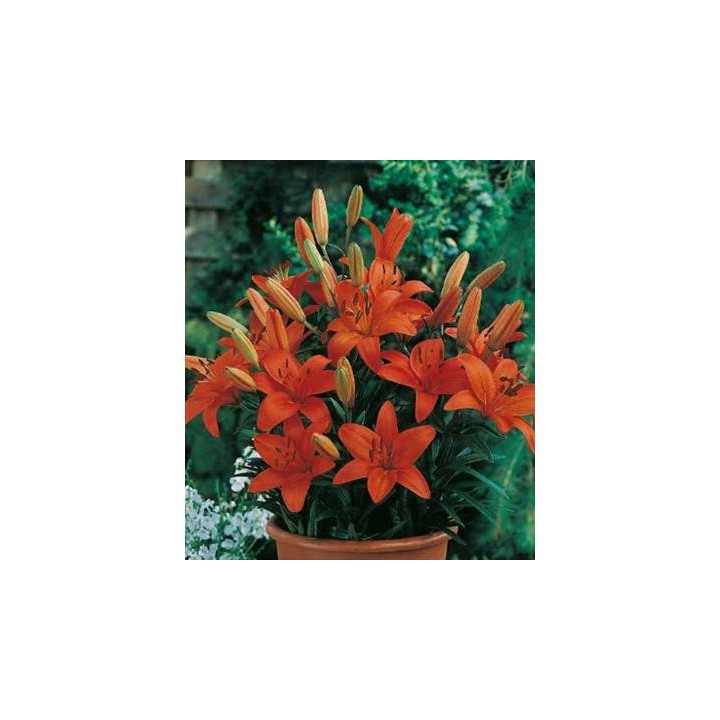 bulbi-de-crin-orange-pixie