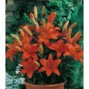 bulbi-de-crin-orange-pixie