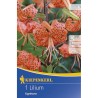 Crin Tigrinium Splendens (4 bulbi)