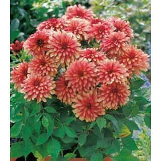 Dahlia Galery Art Deco (1 bulb)