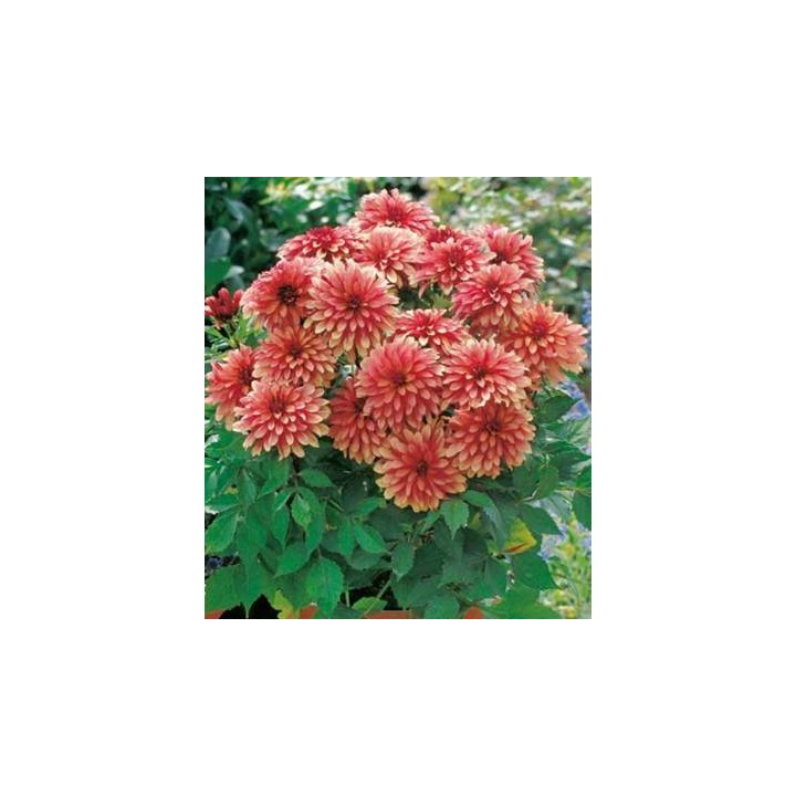 Dahlia Galery Art Deco (1 bulb)