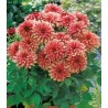 Dahlia Galery Art Deco (1 bulb)