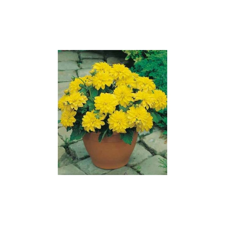 Dahlia Gallery Cezanne (1 bulb)