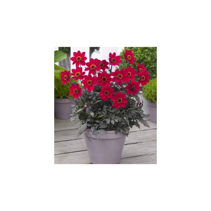 Dahlia Happy Days Cherry Red (1 bulb)