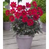 Dahlia Happy Days Cherry Red (1 bulb)