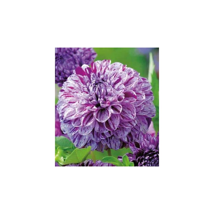 Bulbi Dalia Marble Ball