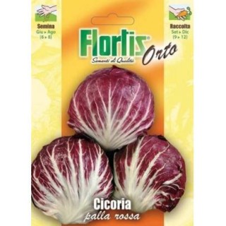 Cicoare de gradina Radicchio Rosso - 10 grame