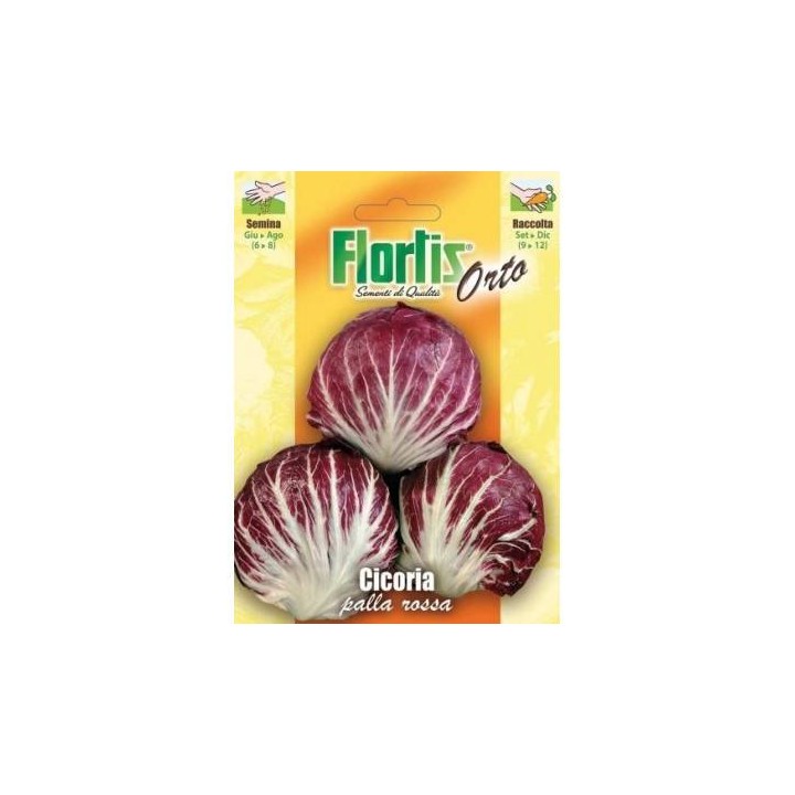 Cicoare de gradina Radicchio Rosso - 10 grame