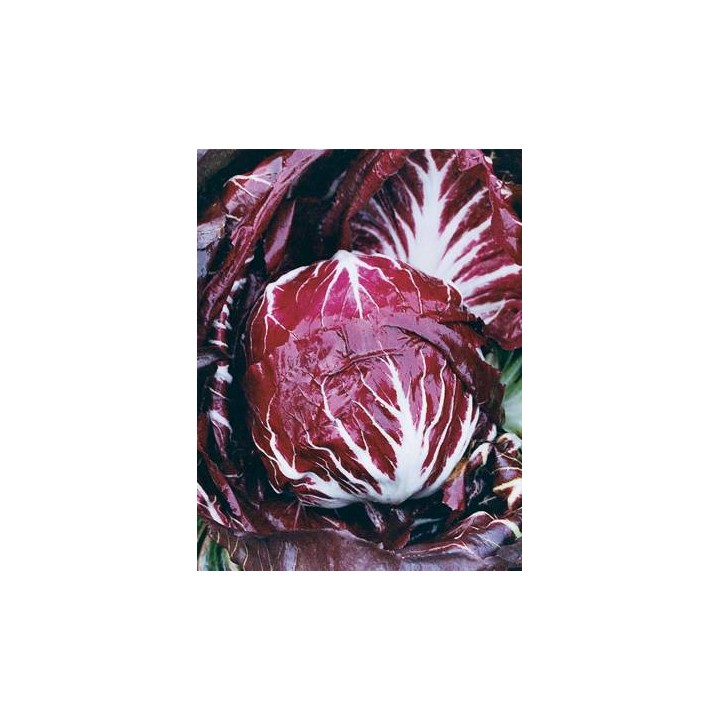 Cicoare de gradina Radicchio Rosso - 10 grame