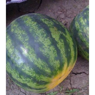 seminte pepene sorento