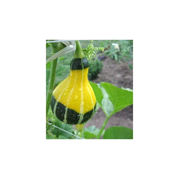 Dovleac Pear Bicolor - 20 grame