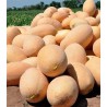 Seminte pepene galben Flander F1 - 500 sem