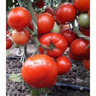 Seminte de tomate Kaponet F1 - 500 sem