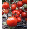 Seminte de tomate Kaponet F1 - 500 sem