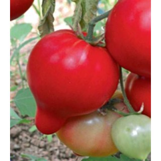 Seminte de tomate Pekonet F1, 500 seminte
