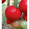 Seminte de tomate Pekonet F1, 500 seminte