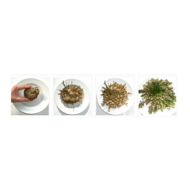 Selaginella (1 bulb)