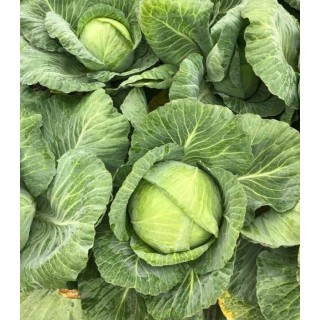 Seminte de varza Kilaherb F1