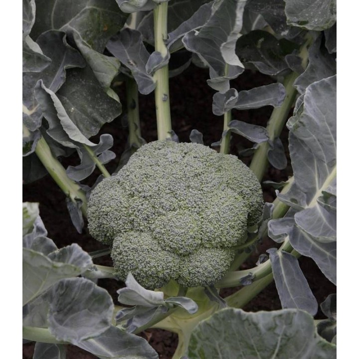 Seminte de broccoli Batory F1,  2500 Seminte