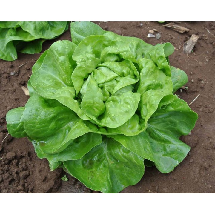 Salata Minunea din Stuttgart (200 sem)