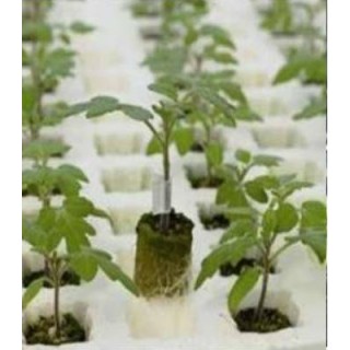 Seminte de portaltoi hibrid pentru tomate Emperador F1